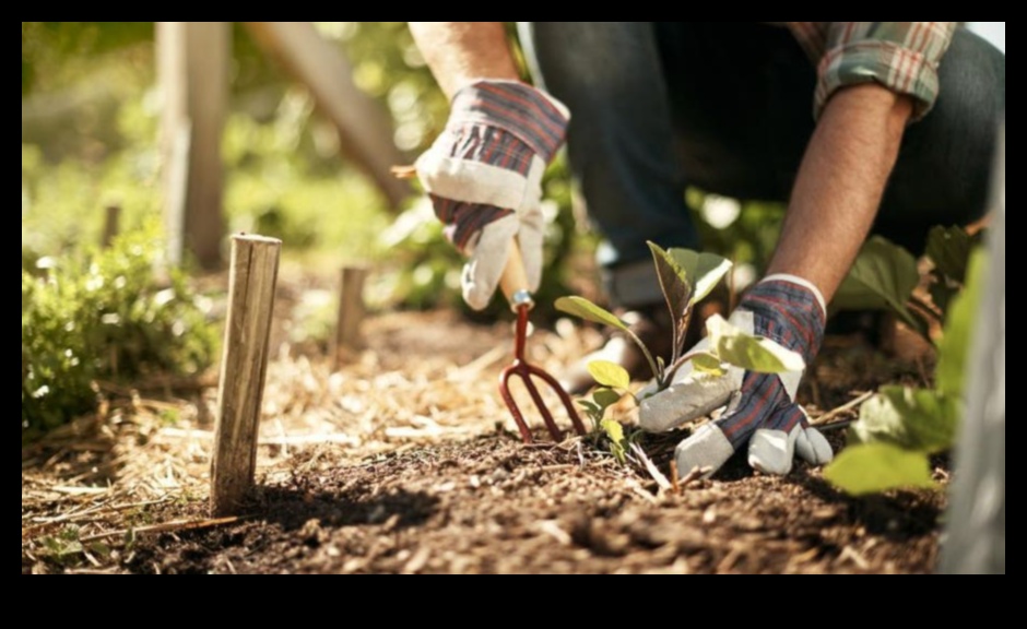 Cultivați minune: un ghid cuprinzător pentru îngrijirea de succes a grădinii